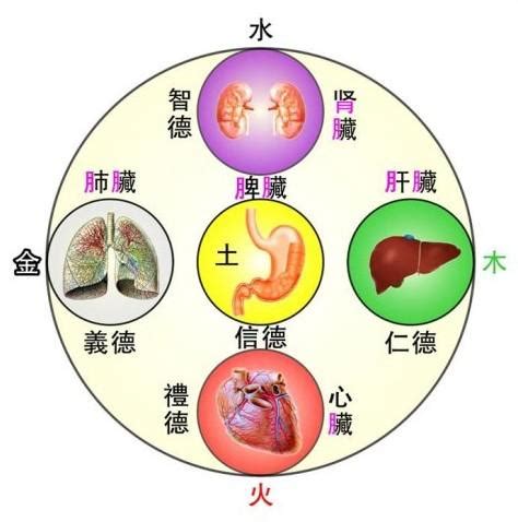 五臟位置|臟腑